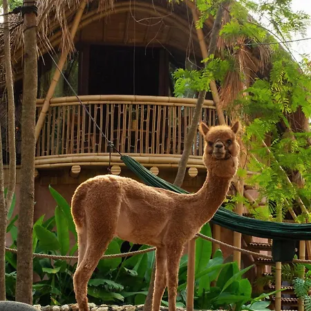 Alpaca Lodge