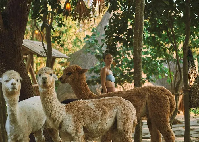 別荘 Alpaca