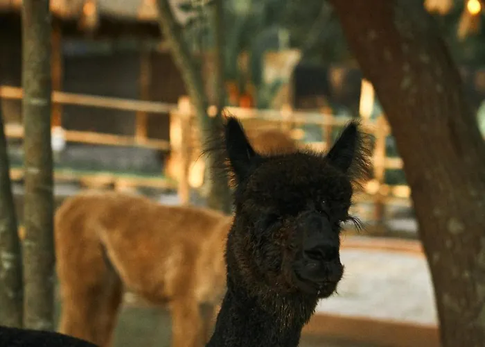 Alpaca *