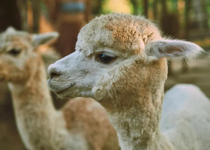 Alpaca 別荘 *