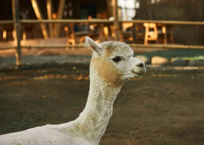 別荘 Alpaca タナロット