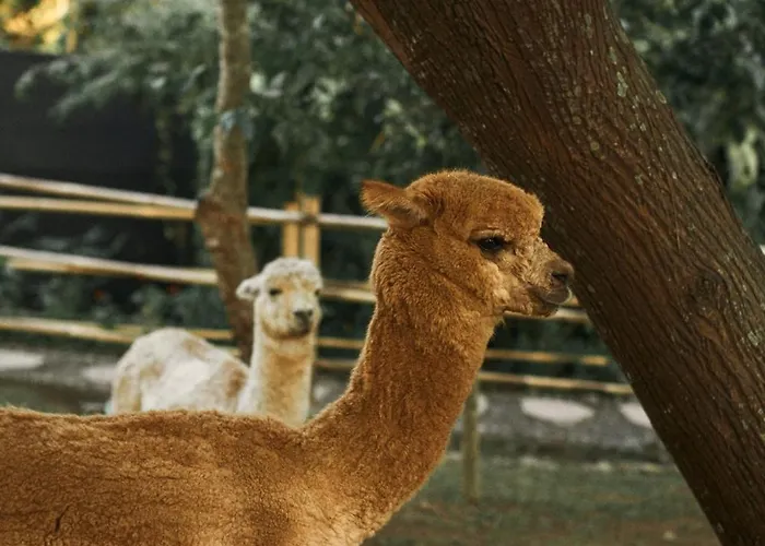 Alpaca 別荘 *