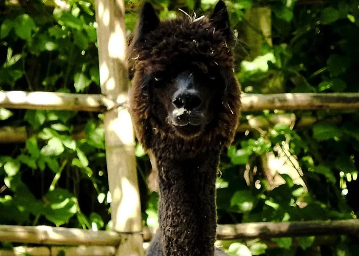 Alpaca 別荘 *